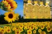 Refined Sunflower Oil Exporters